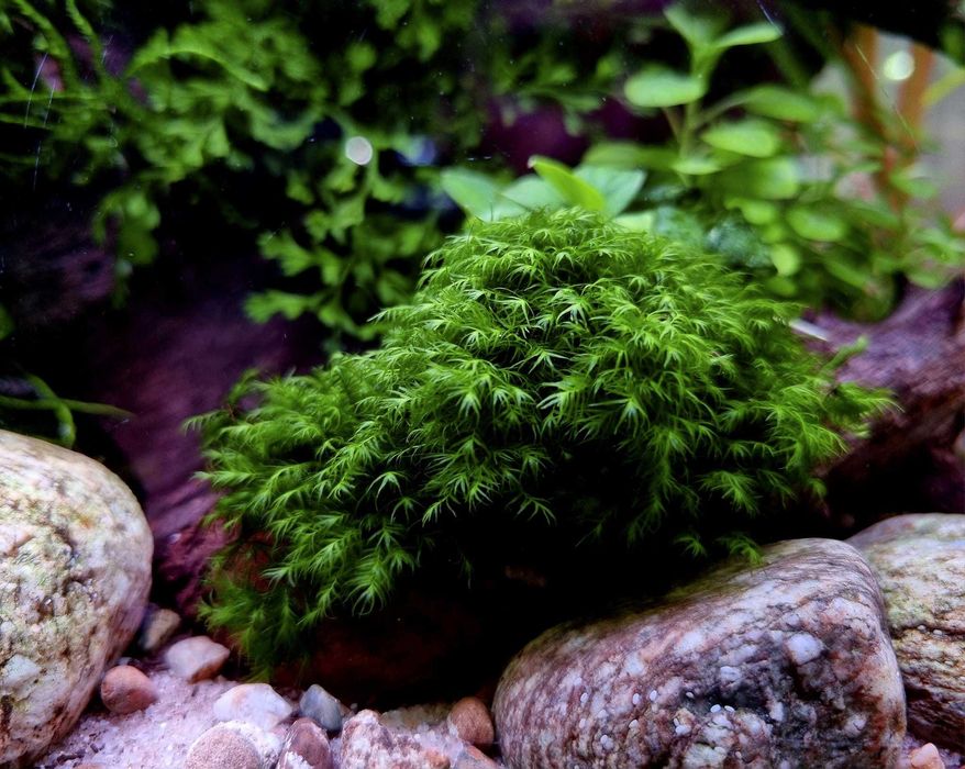 Plante de acvariu naturale/Bucephalandra/Muschi/Moss/Pietre/Roci/Decor