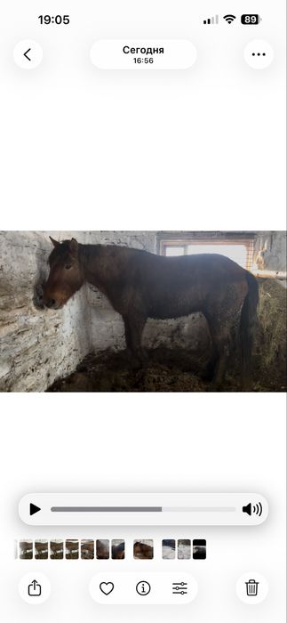 Продам    кобылу