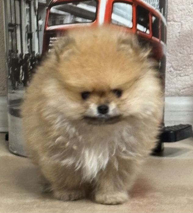 Померанчета - момчета