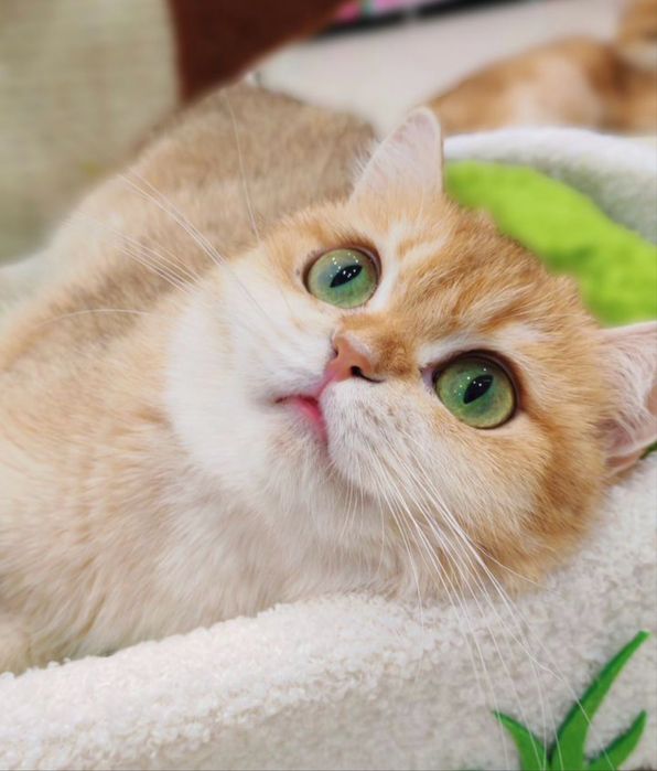 ВЯЗКА. Золотистая шиншилла, кот для вязки