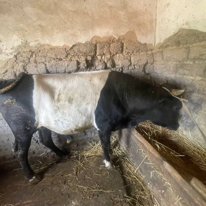 Buka sotiladi 2,5 yosh