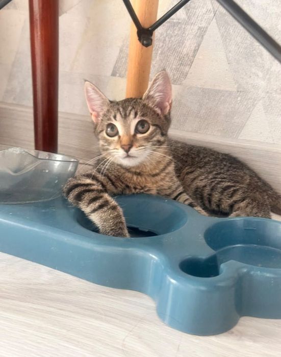 Отдам котят 5 месяцев в добрые руки