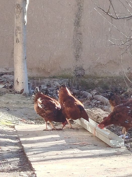 Xanxayap xoʻrozlari