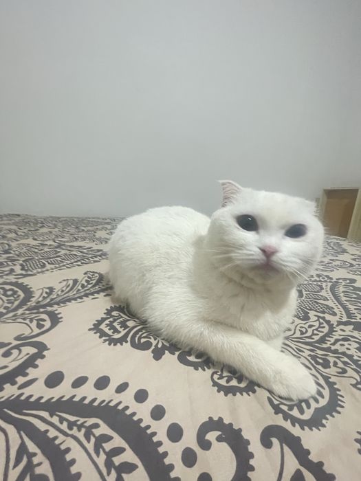 Ищем кота для вязки