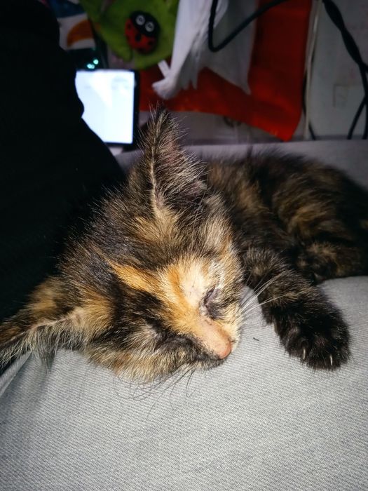 Котёнок бесплатно