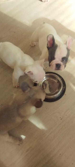 Френски булдог, домашен приятел