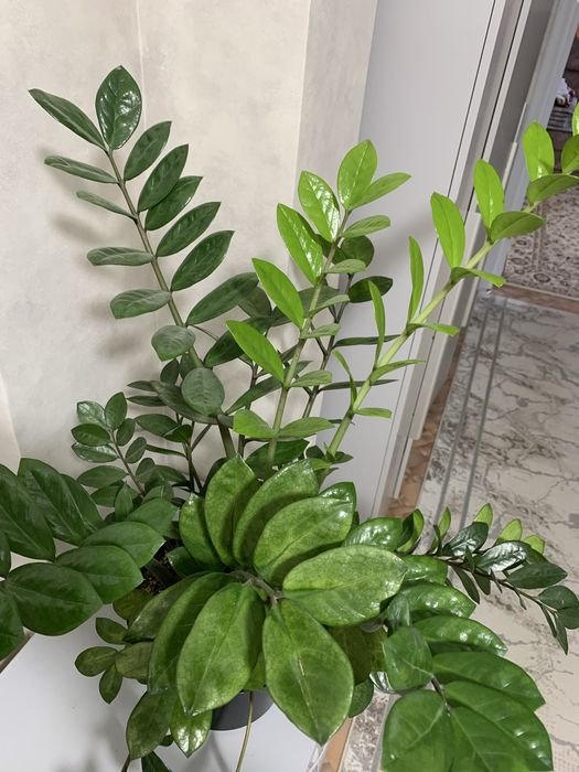 Комнатная растения, доллар!!!