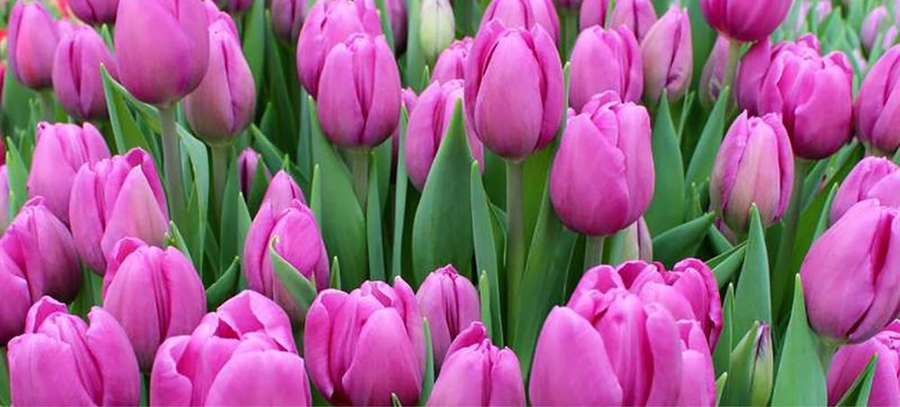 Тюльпаны оптом местные