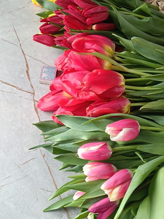 Тюльпаны Доставка