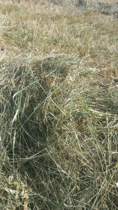 Продам сено в рулонах