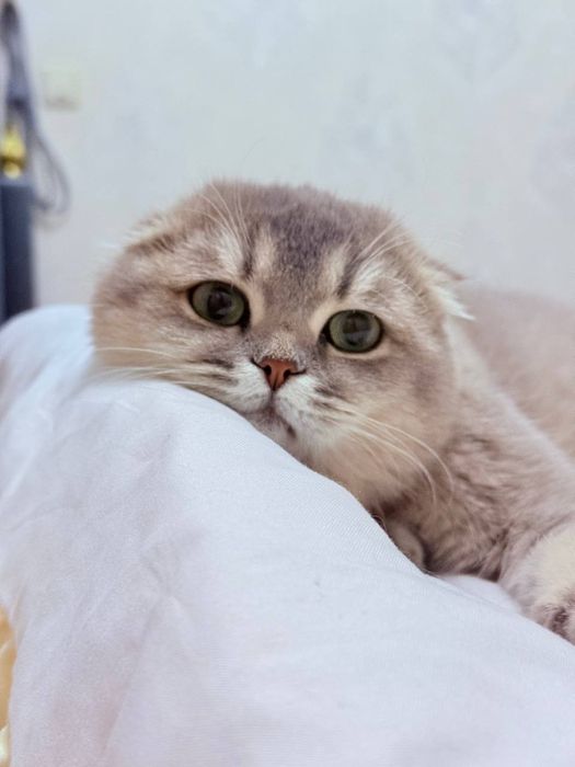 Skotish fold og'il bola