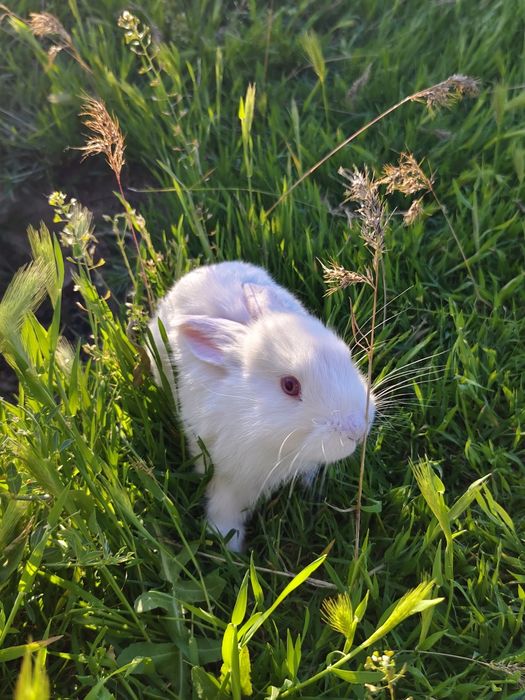 Продается кролики