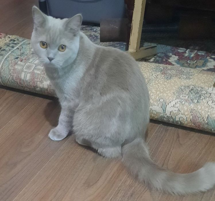 Британский котёнок