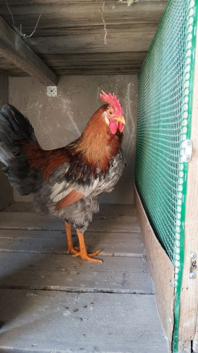 Қазақы брама аралас 
4тауы