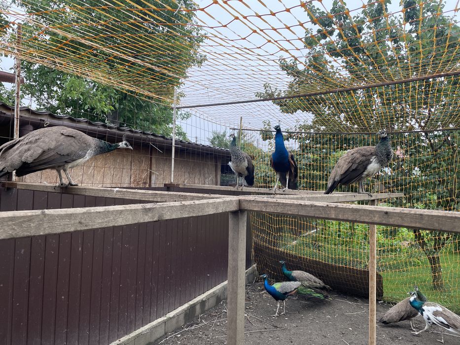 familie de păuni găina și cocos