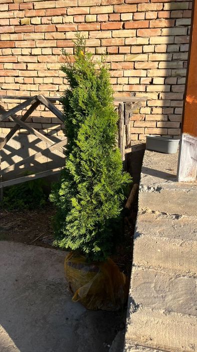 Туя Ёлкасы сатылады