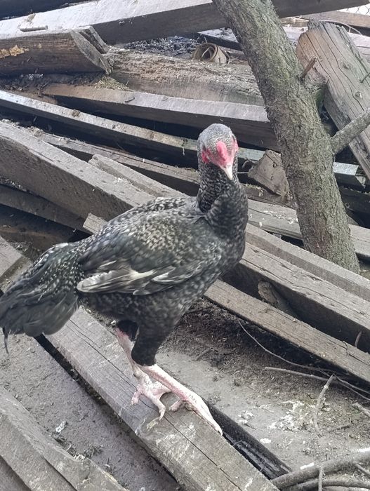 Дакан декабрьский продам
