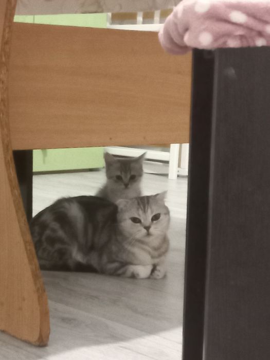 Продам кошку шотландка