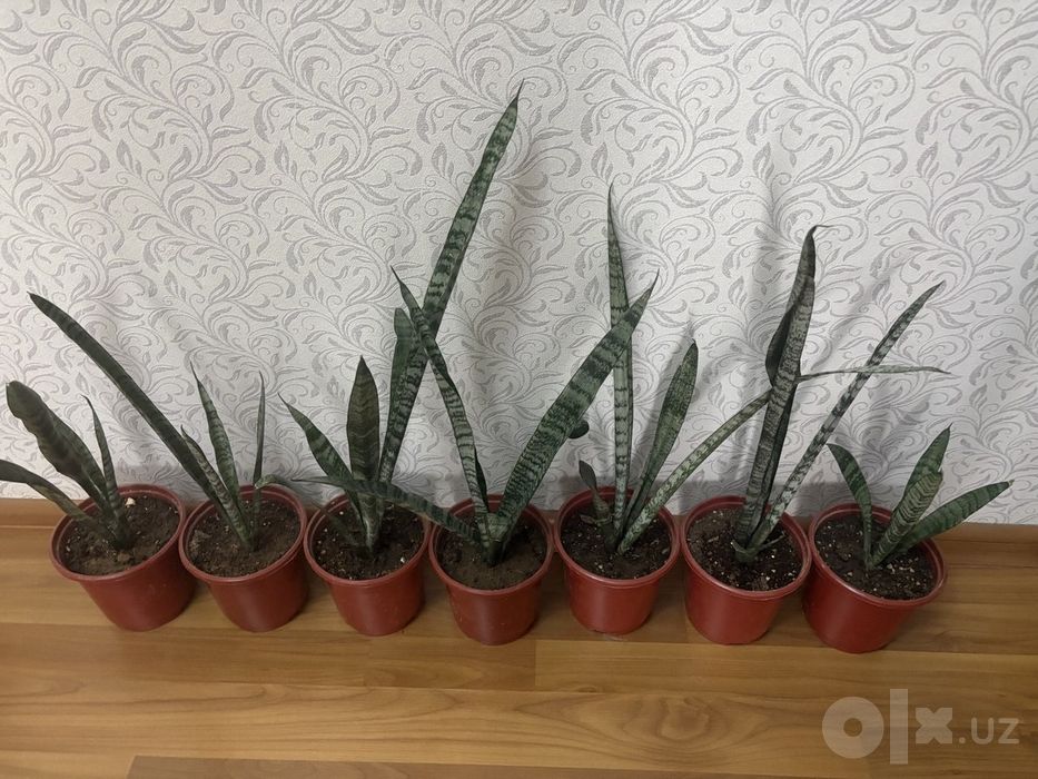 Сансевиерия — очищает воздух.