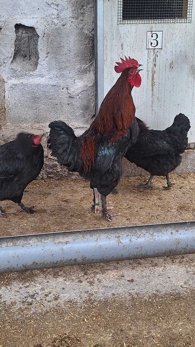 Oua pentru incubat si pui de o zi din rasele Wyandotte, Marans