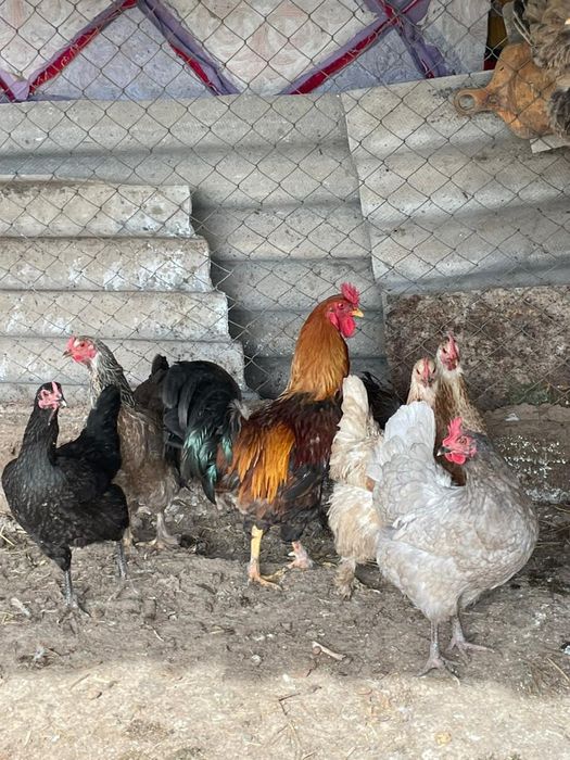 Мықты құраздар осы фото екеуі сатылады