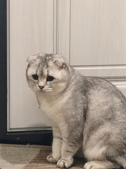 Вислоухая шиншилла