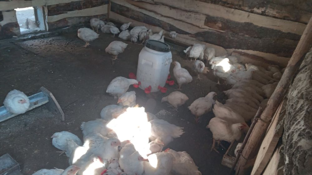 Продам бролеров от 1500тг и выше