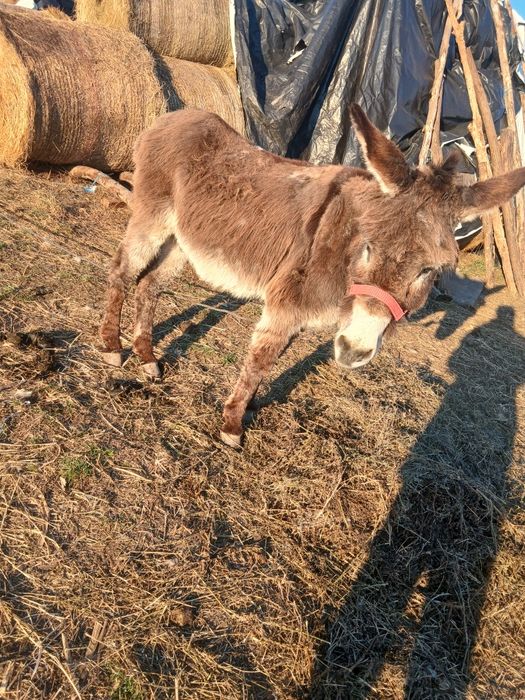 Vând măgar învățat între oi