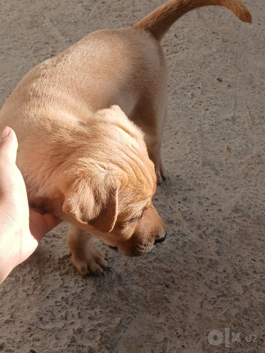 Labrador iti ug'il bola
