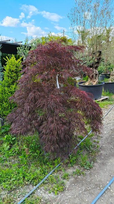 Artar japonez frunzis spectaculos livrare rapida in toata tara