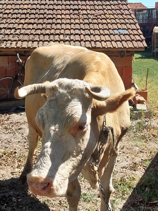 Vând 2 vaci abator grase