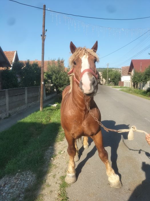 Armăsar de vânzare