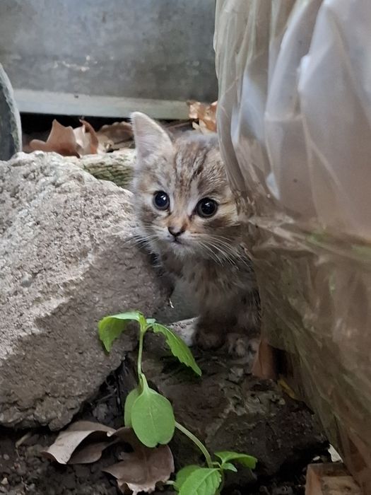 Отдадим котят в добрые руки!