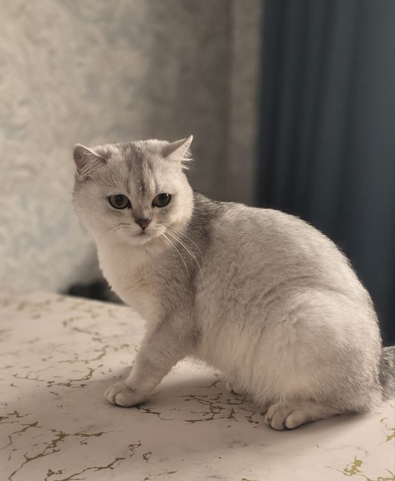 Кот, серебренная шиншилла.