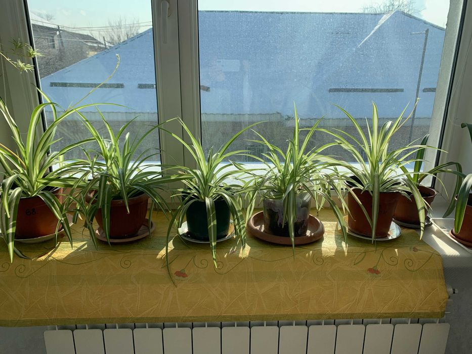 Гиппеаструм, Герань, Оксалис, Хлорофитум