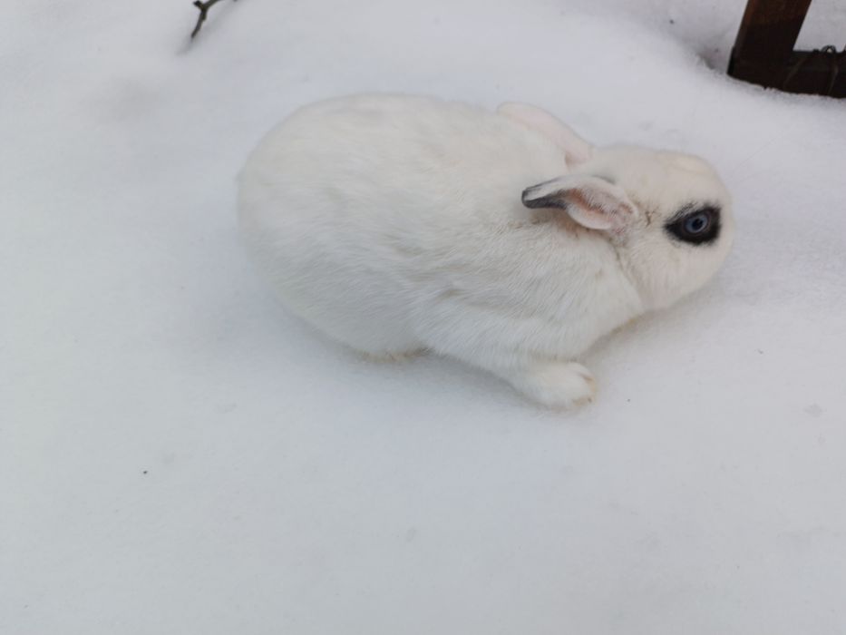 Продам декоративного кролика.