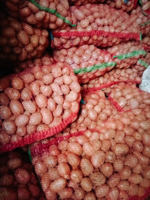 Cartofi roșii de sămânță