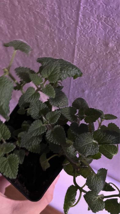 Цветок мята «Мелиса»