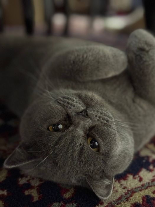 mushuk sotiladi boladigan 100$