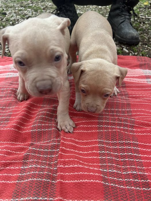 Американски питбули