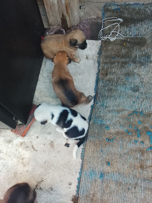 Donez caței talie mica daca va interesează sunatima