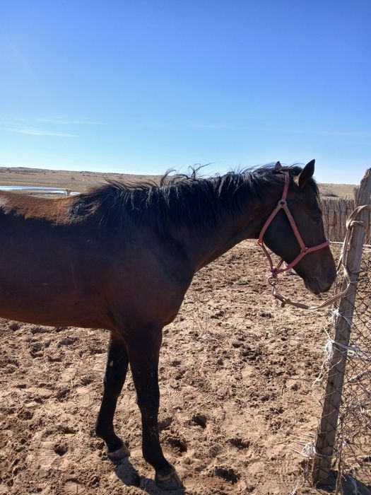 Жылқы сатылады срочно