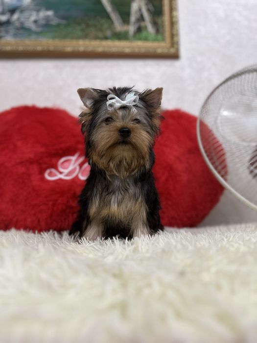 Очаровательные малыши йорка