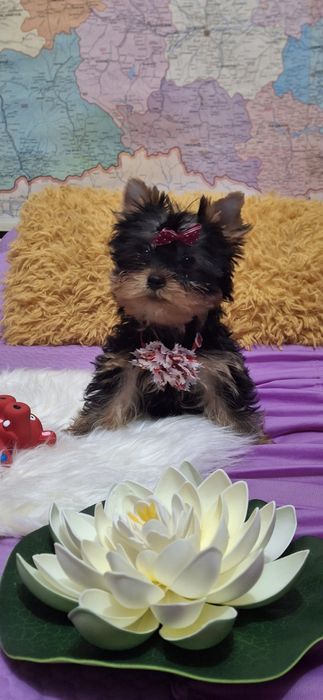 Йоркширски териер.Йорки