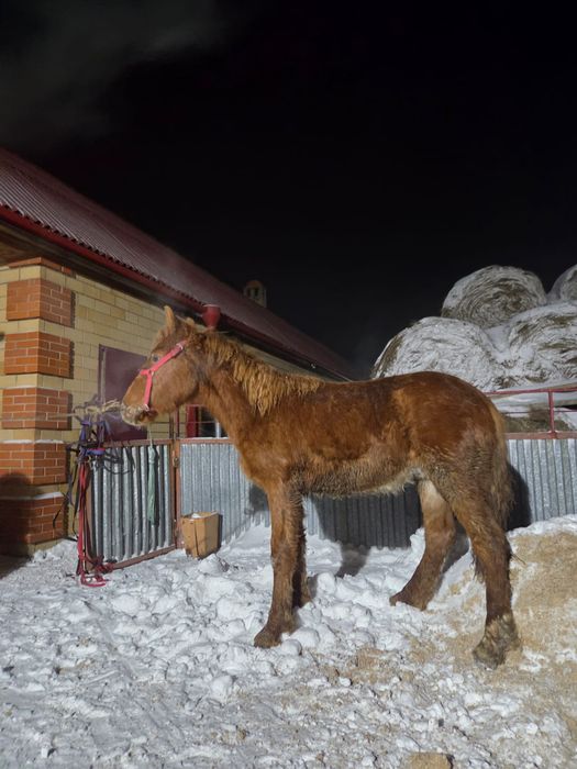 Жабағы еркек(жеребчик)