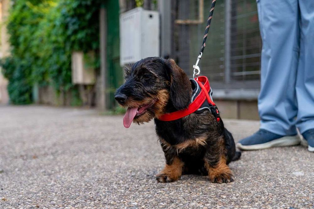 Mascul de teckel sarmos standard cu Pedigree A