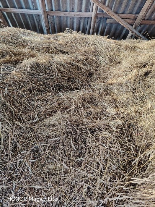 Vând fan/lucerna/otava- amestec