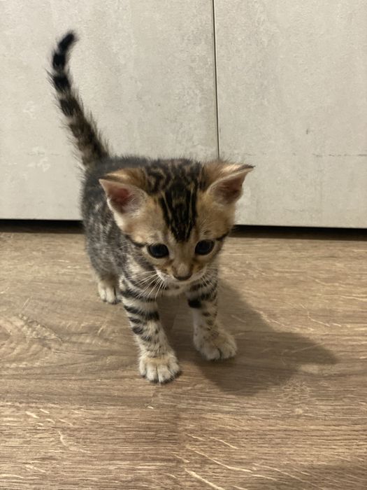 Бенгалски котенца