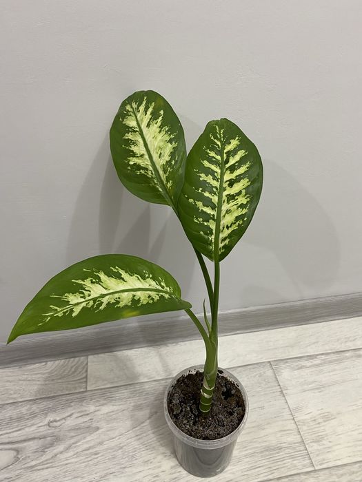 Диффенбахия 3000тг