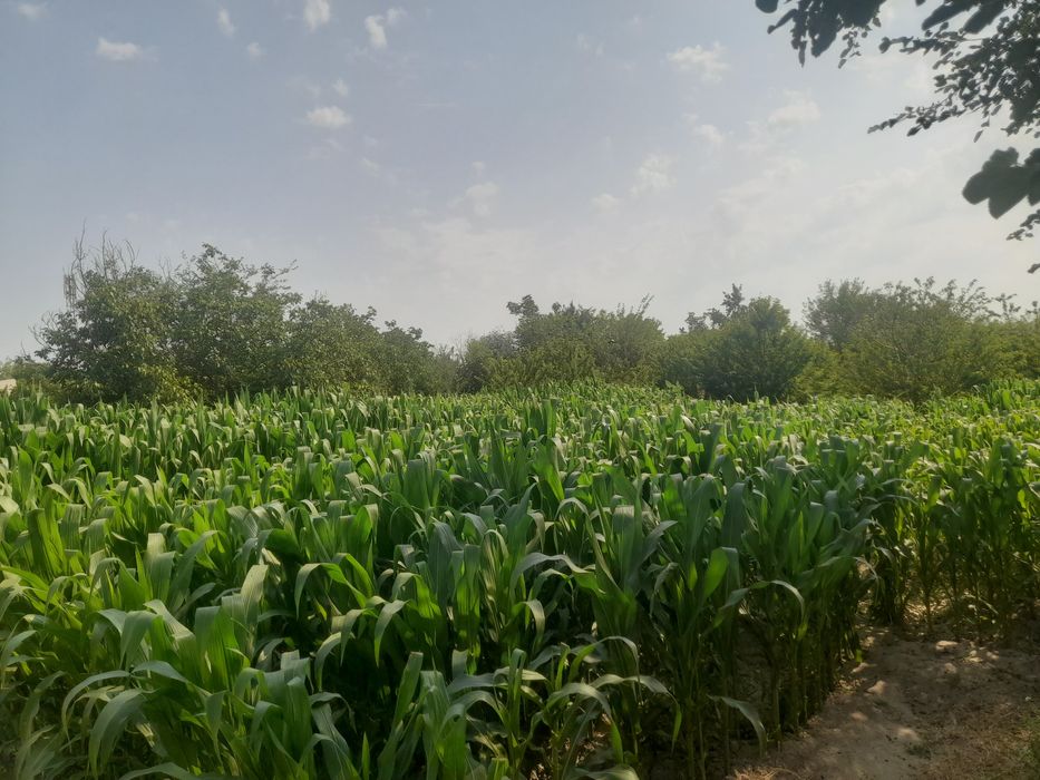 Ургут туман кенагас мфй 21 сотик уй жой